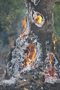 Xylella – Brucia il Salento